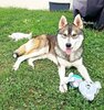 Balto
