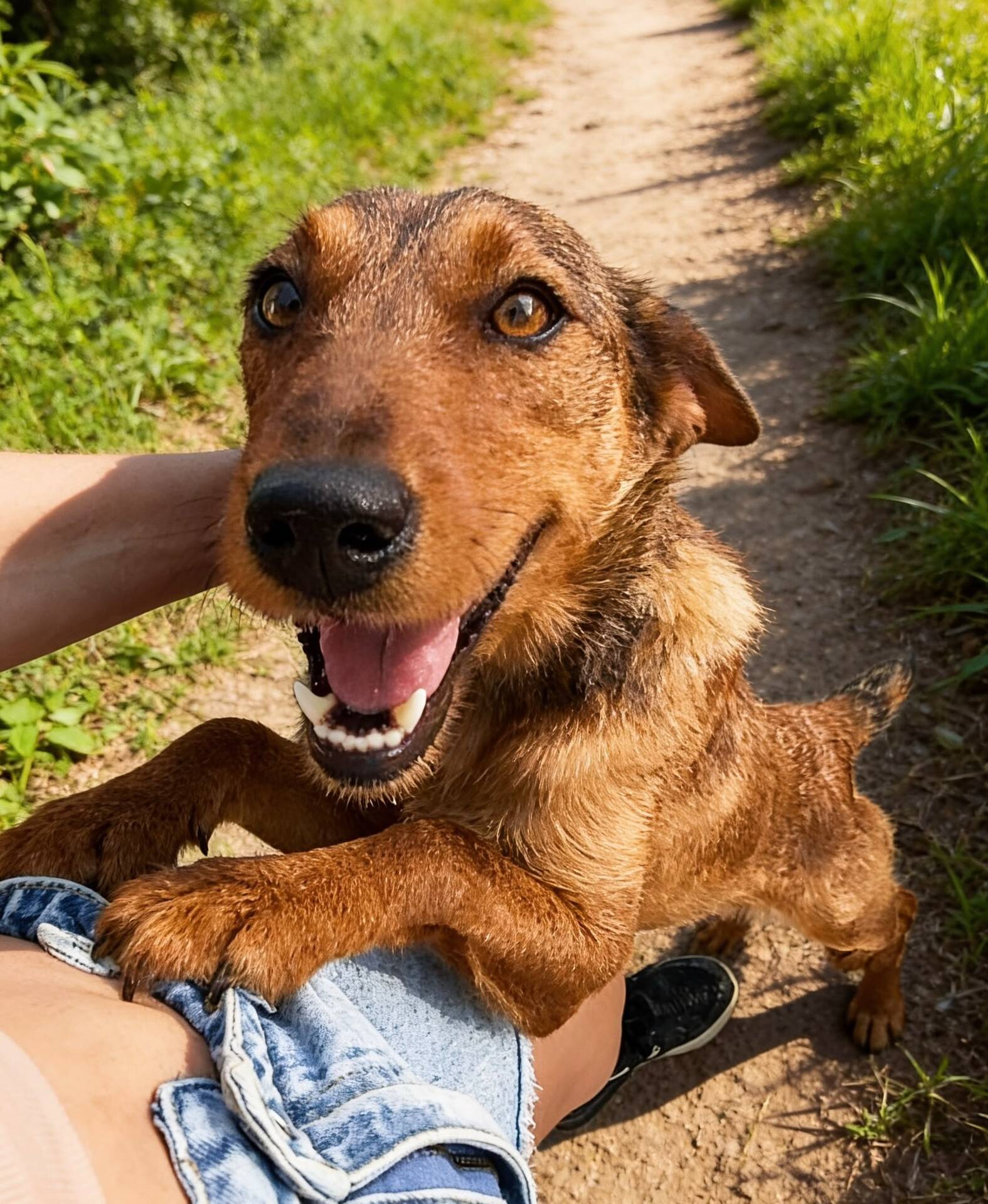 Adopter COCO