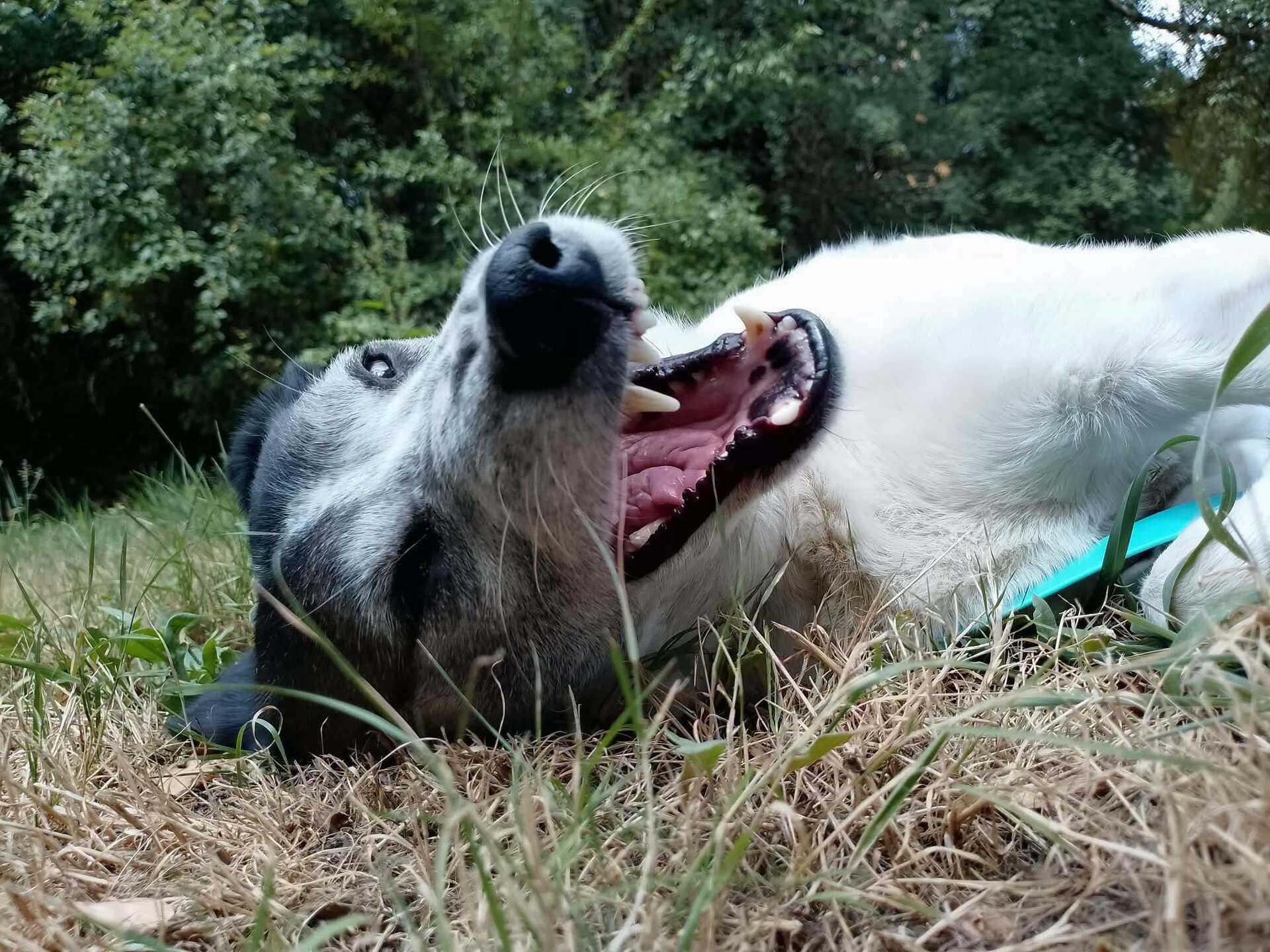 Adoption Faye