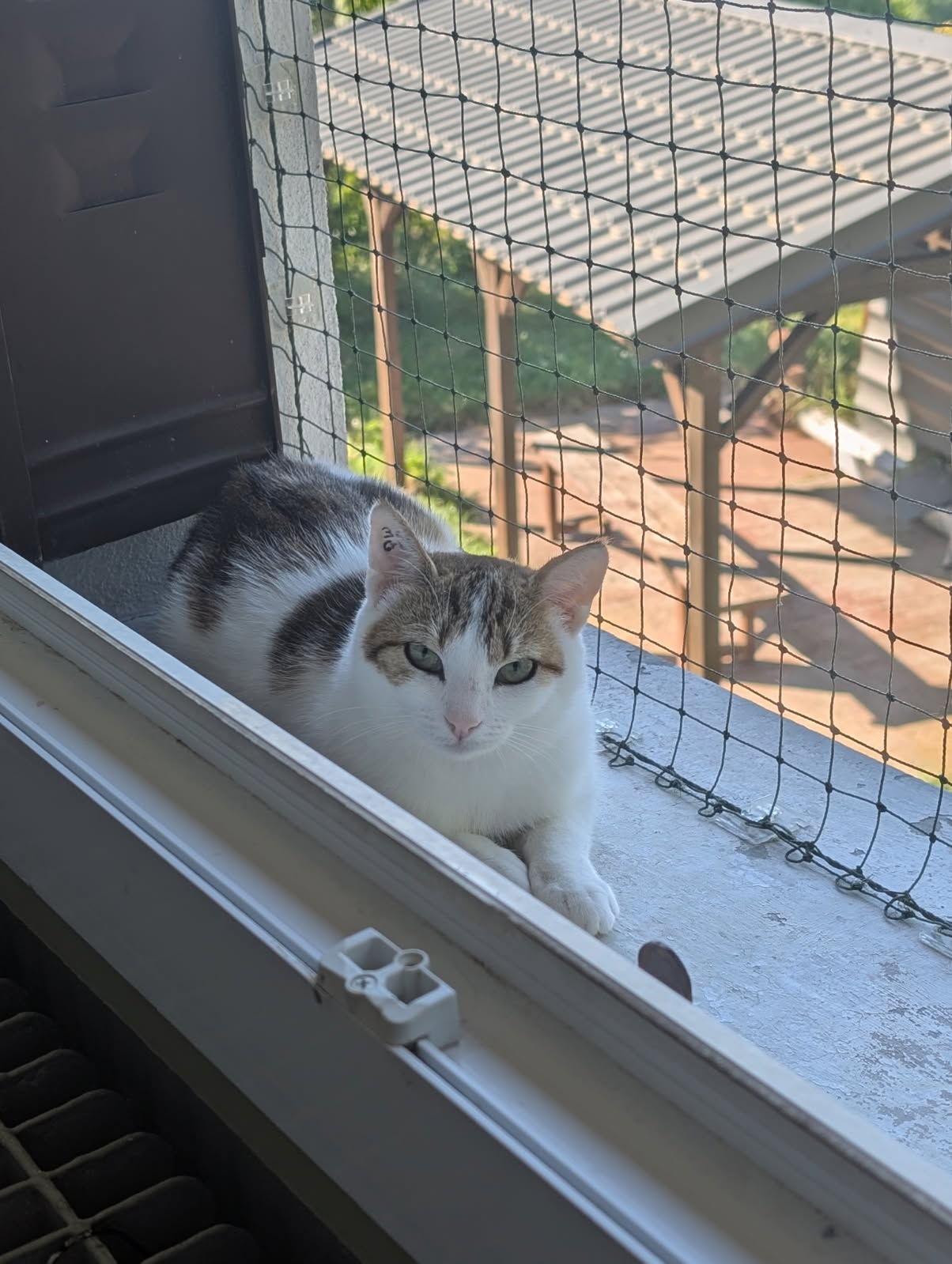 Adopter Curie