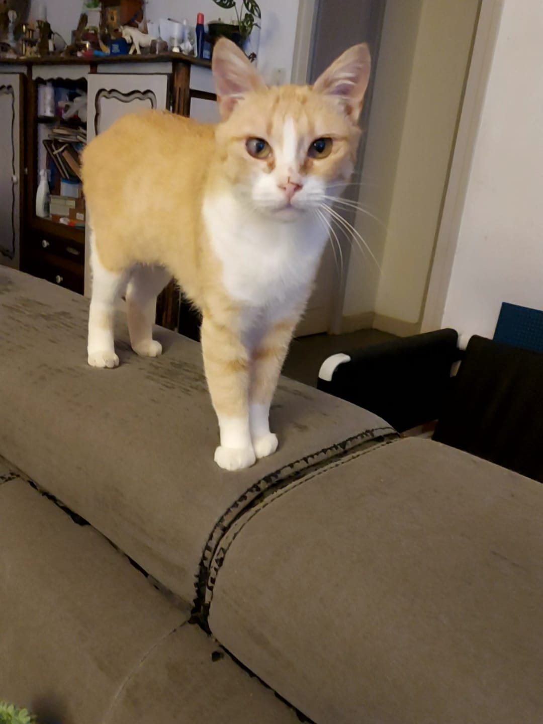 Adopter Baïka