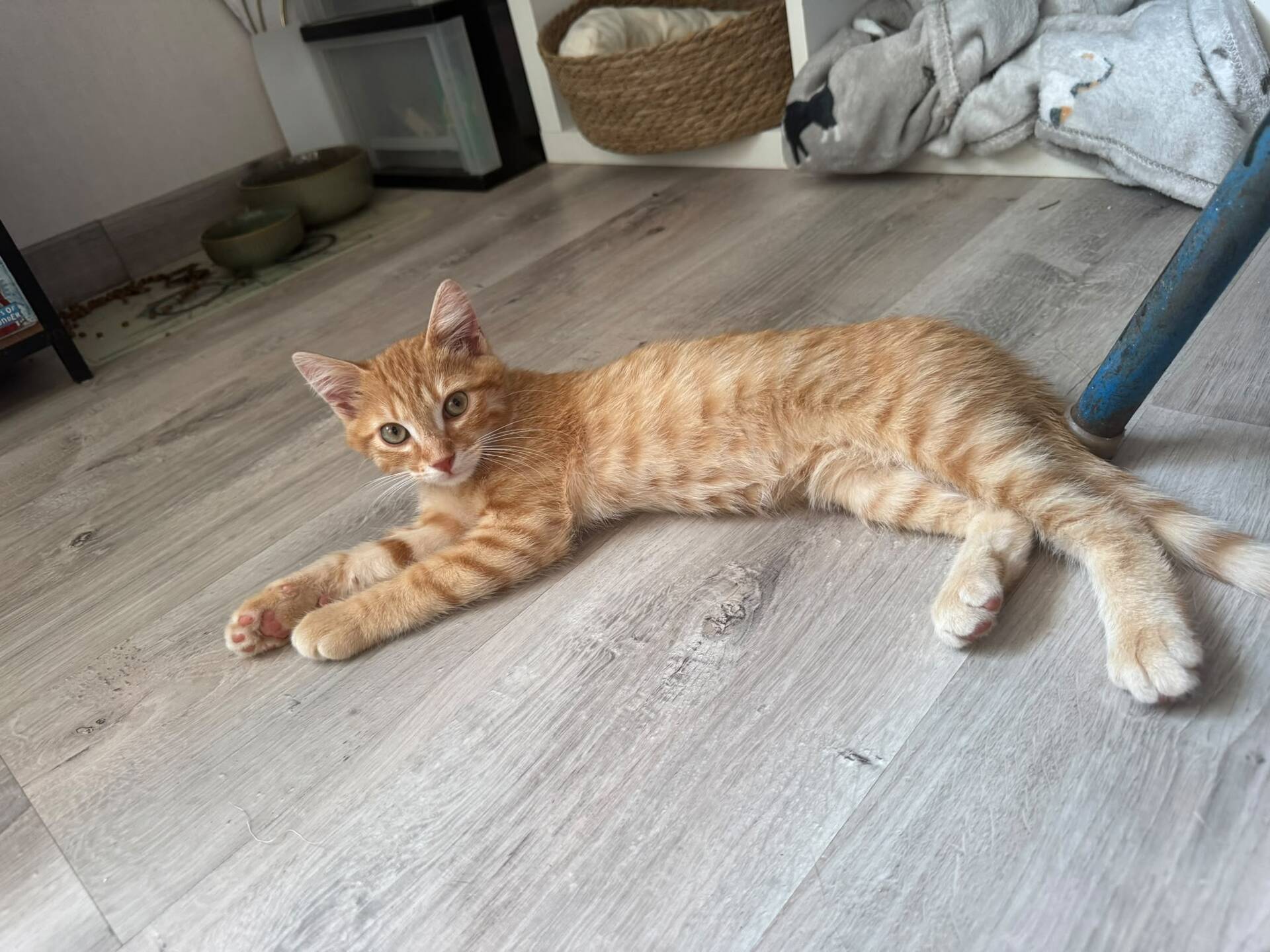 Adopter Pookie