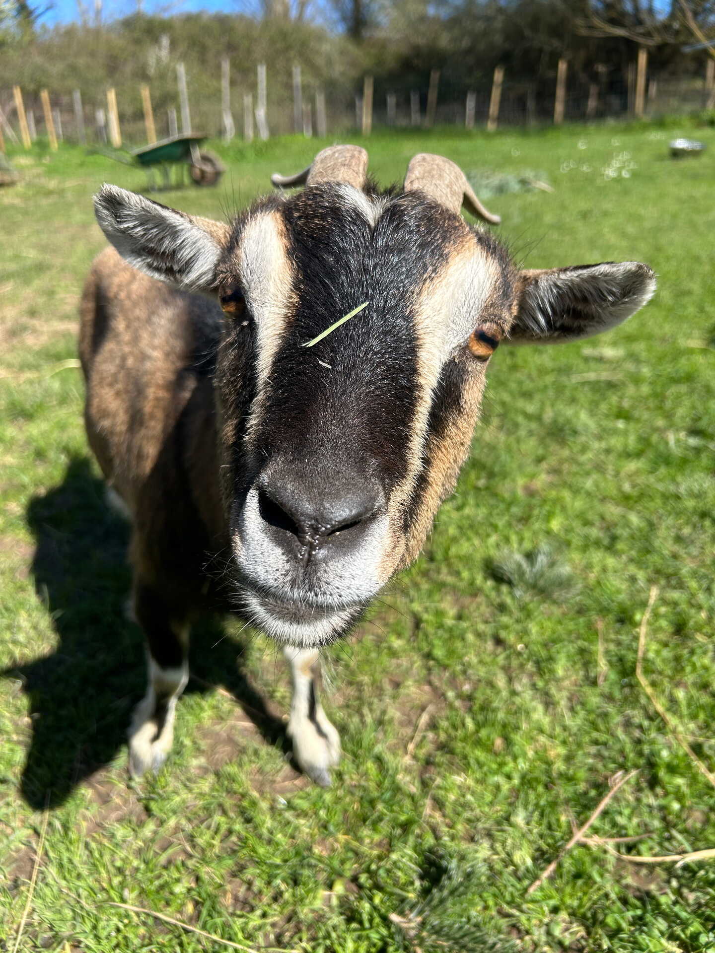 Adopter GOURMANDE