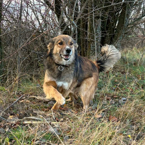 Adoption JOY