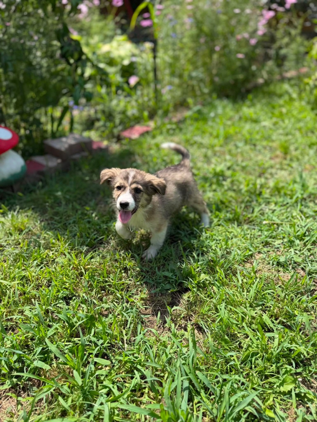 Adoption SEARA