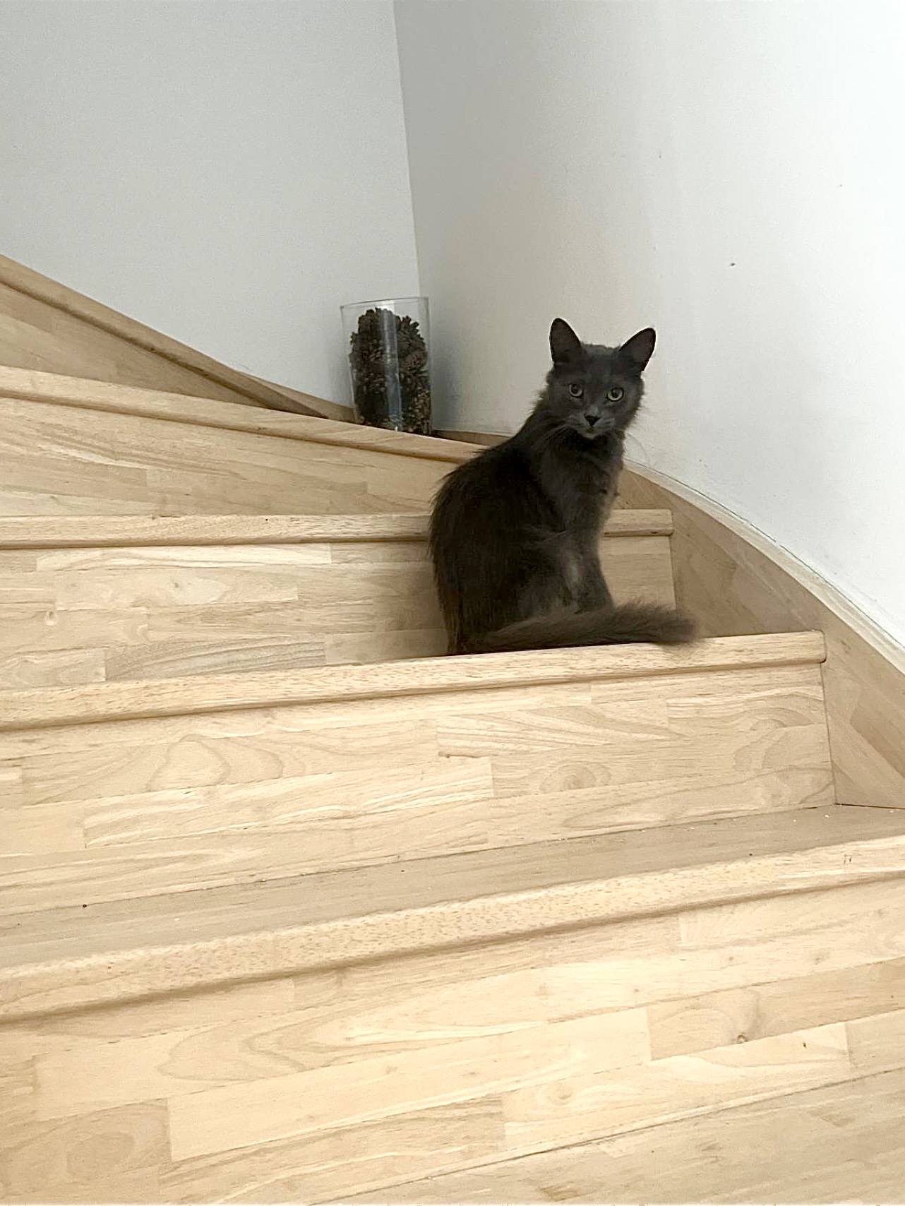 Adopter Sheila