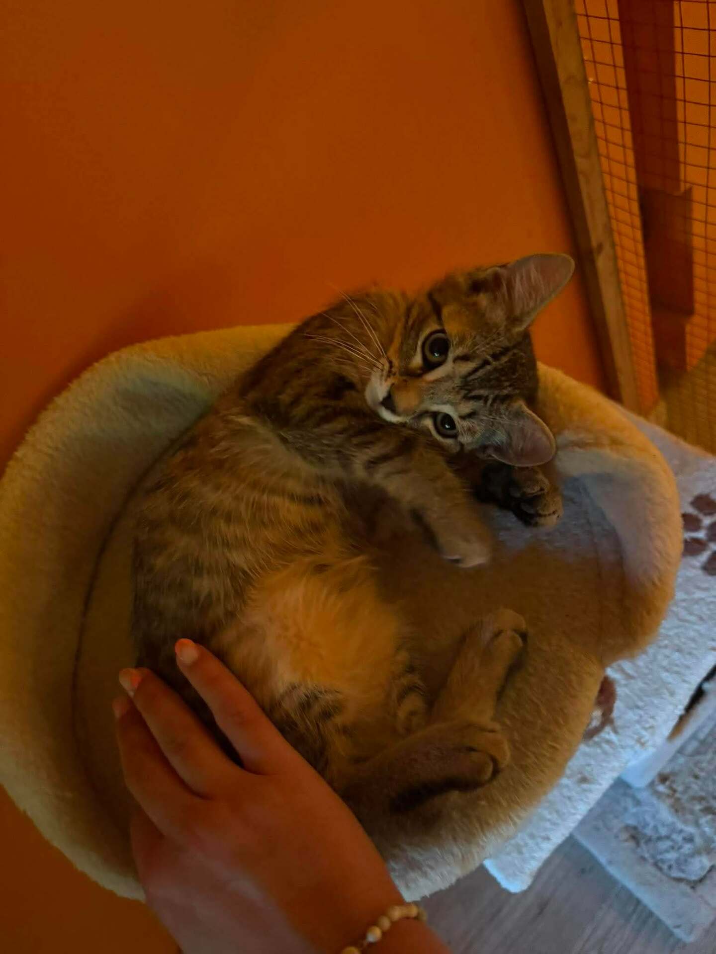 Adopter BICHETTE