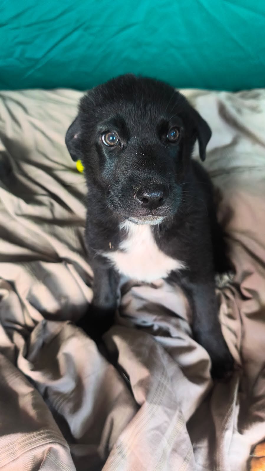 Adopter CALLOU