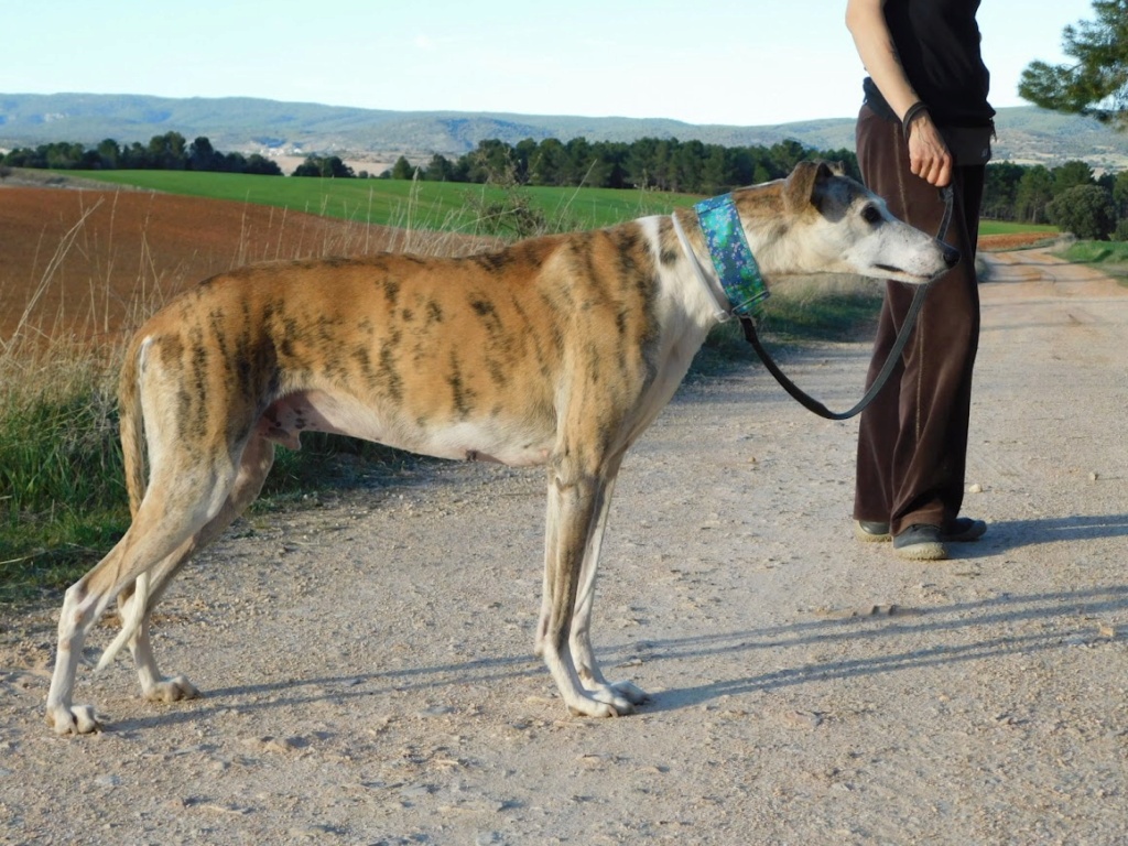 Adoption CHERI