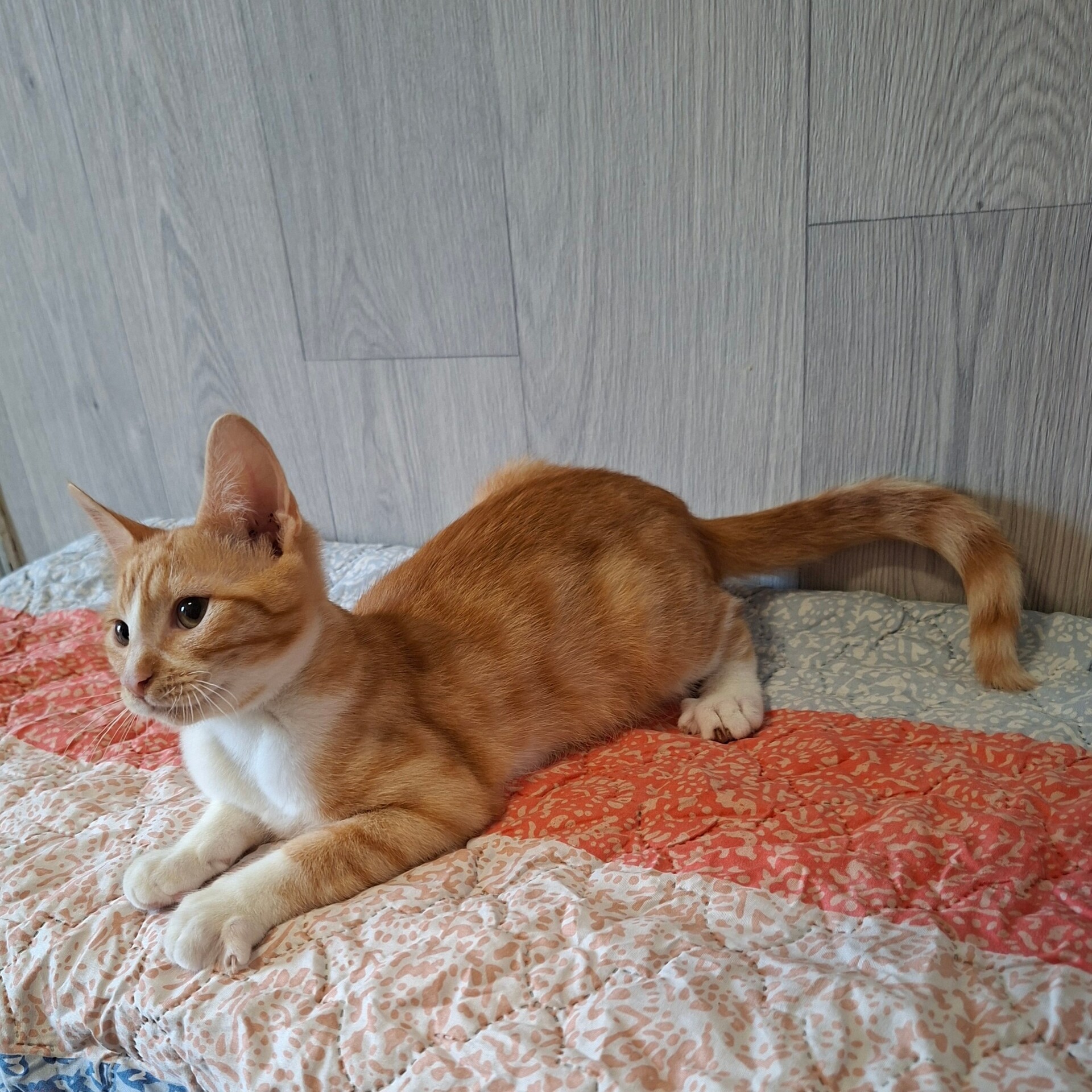 Adopter BRADBURY