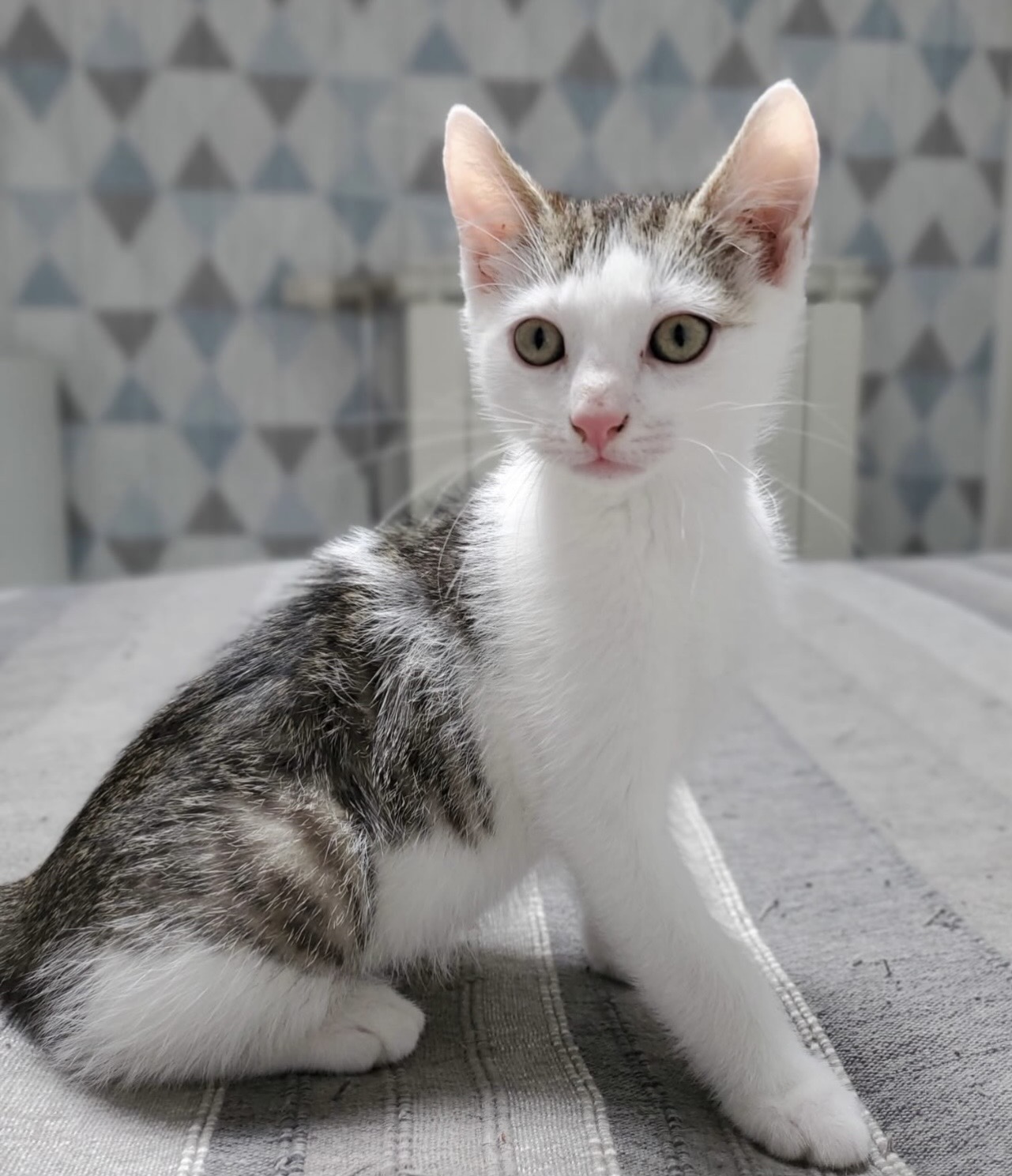 Adopter Mio et Nils