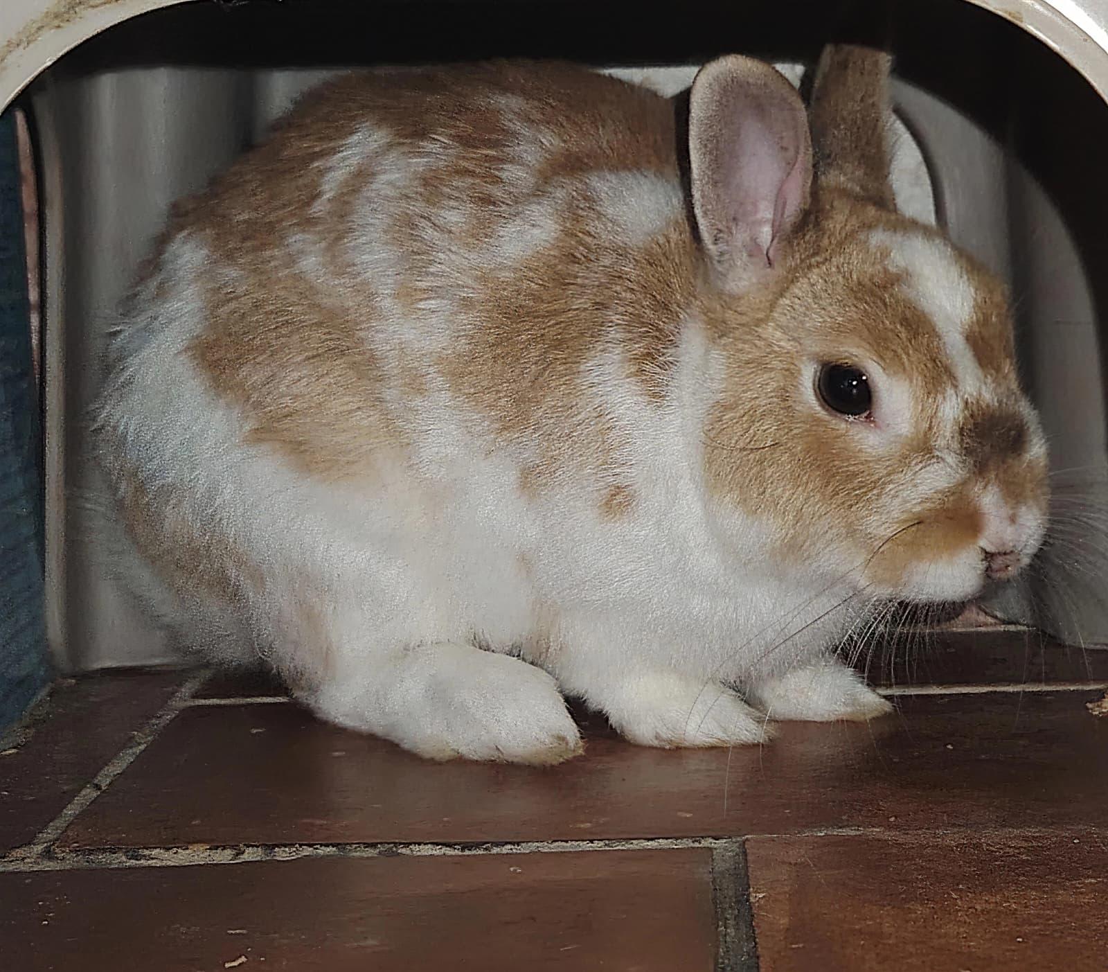 Adopter Hop