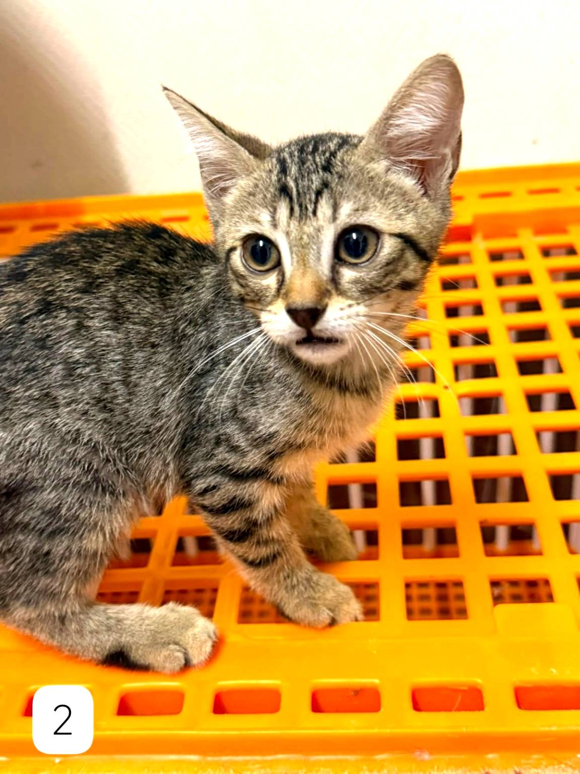 Adopter Onyx