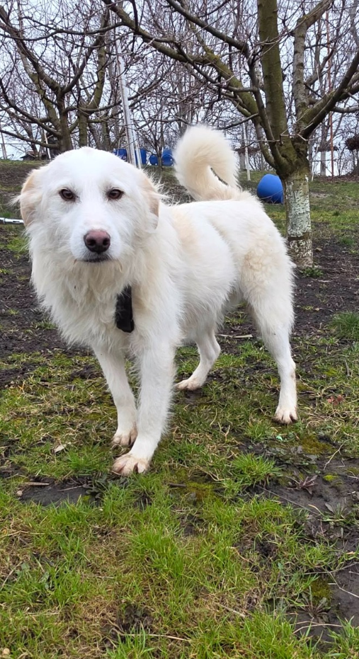 Adoption Lassie