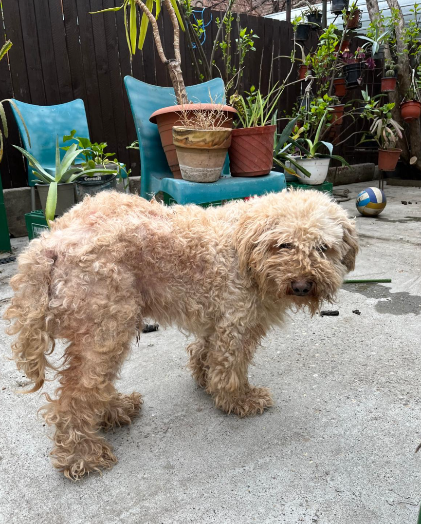 Adoption Boris