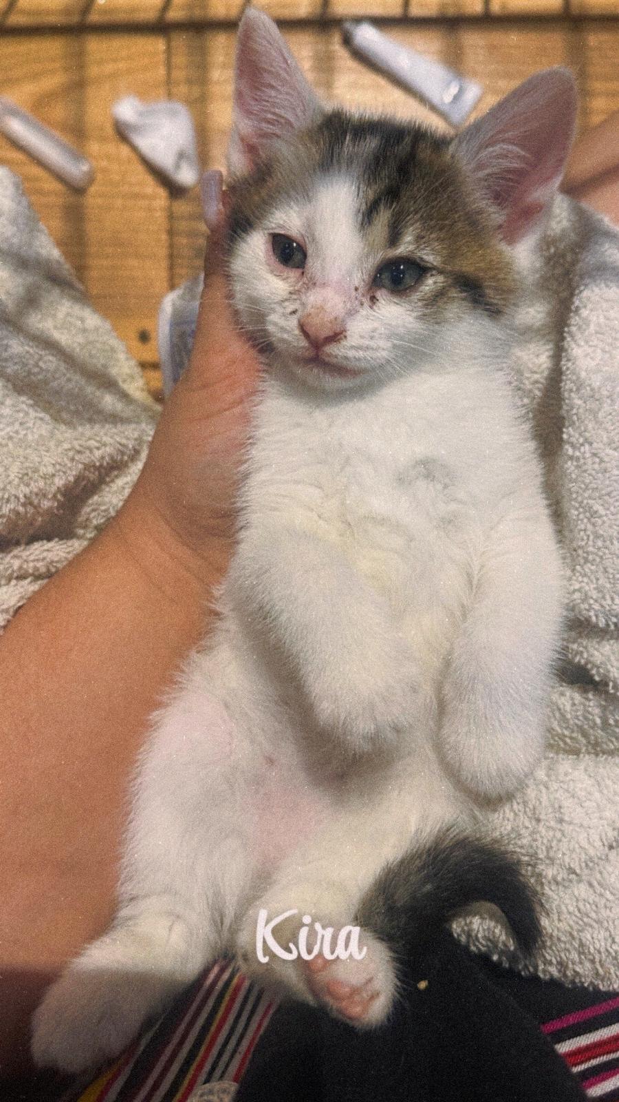 Adopter Kira