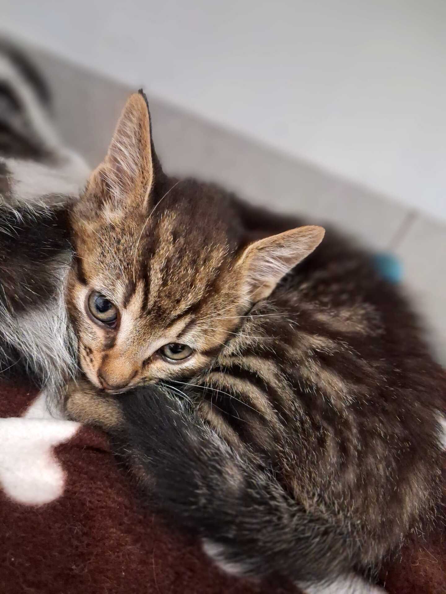 Adoption Pistache