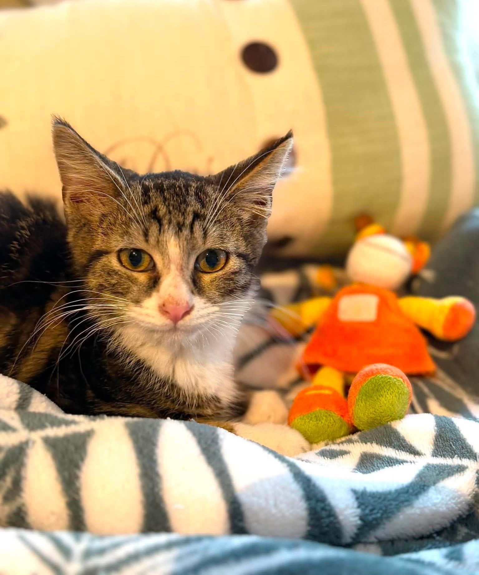 Adoption Isack