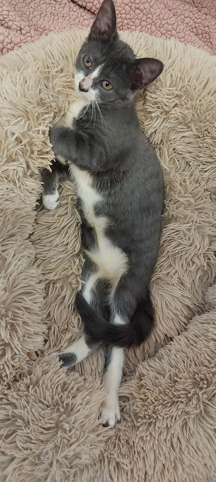 Adopter Boréale