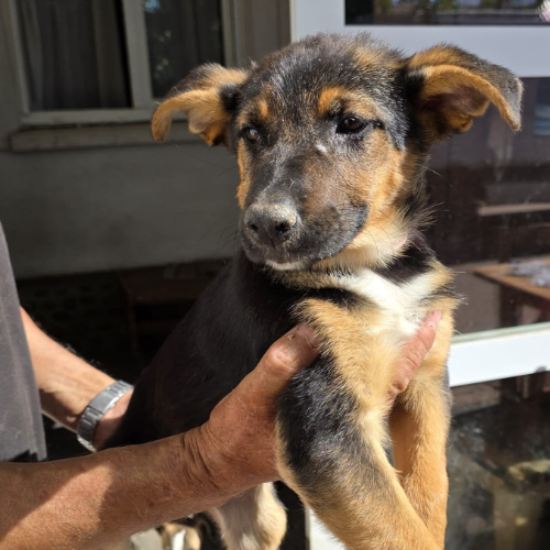 Adopter ZODIA