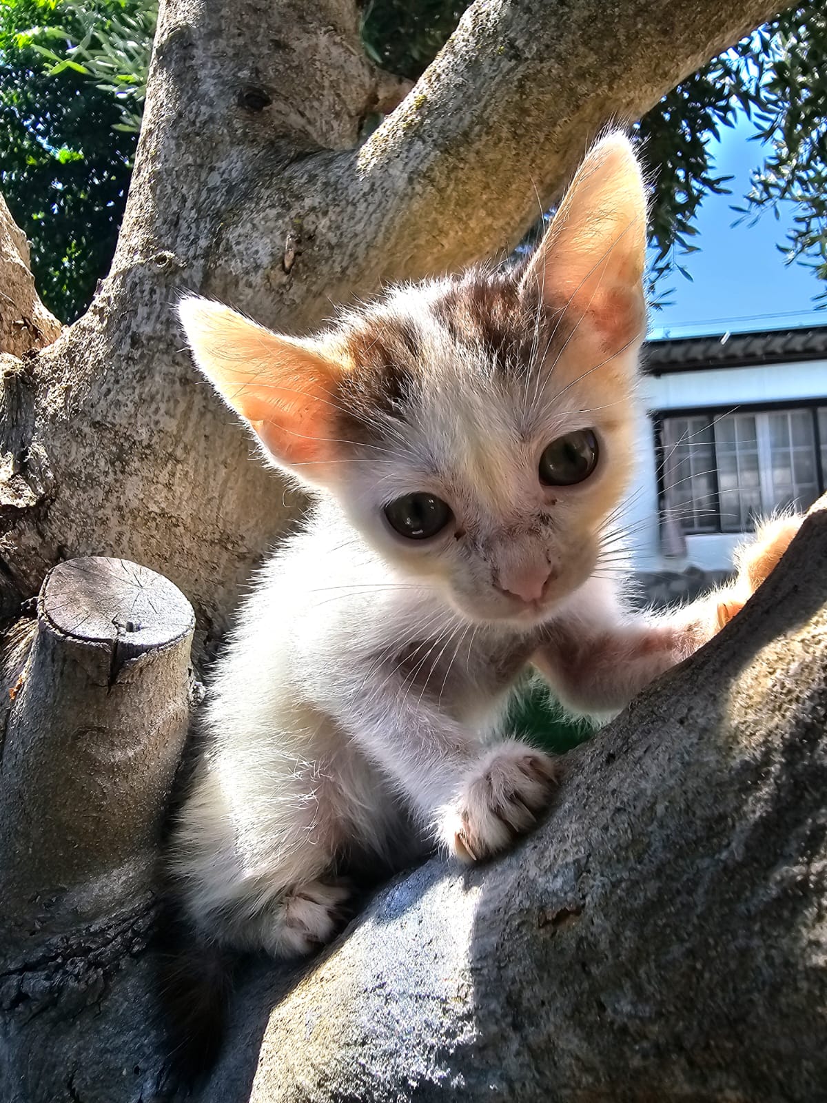 Adopter NANA