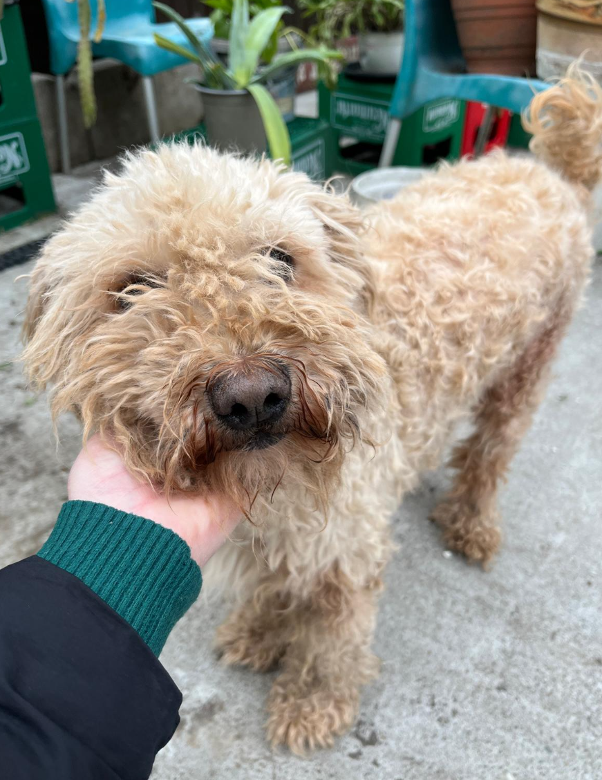 Adopter Boris