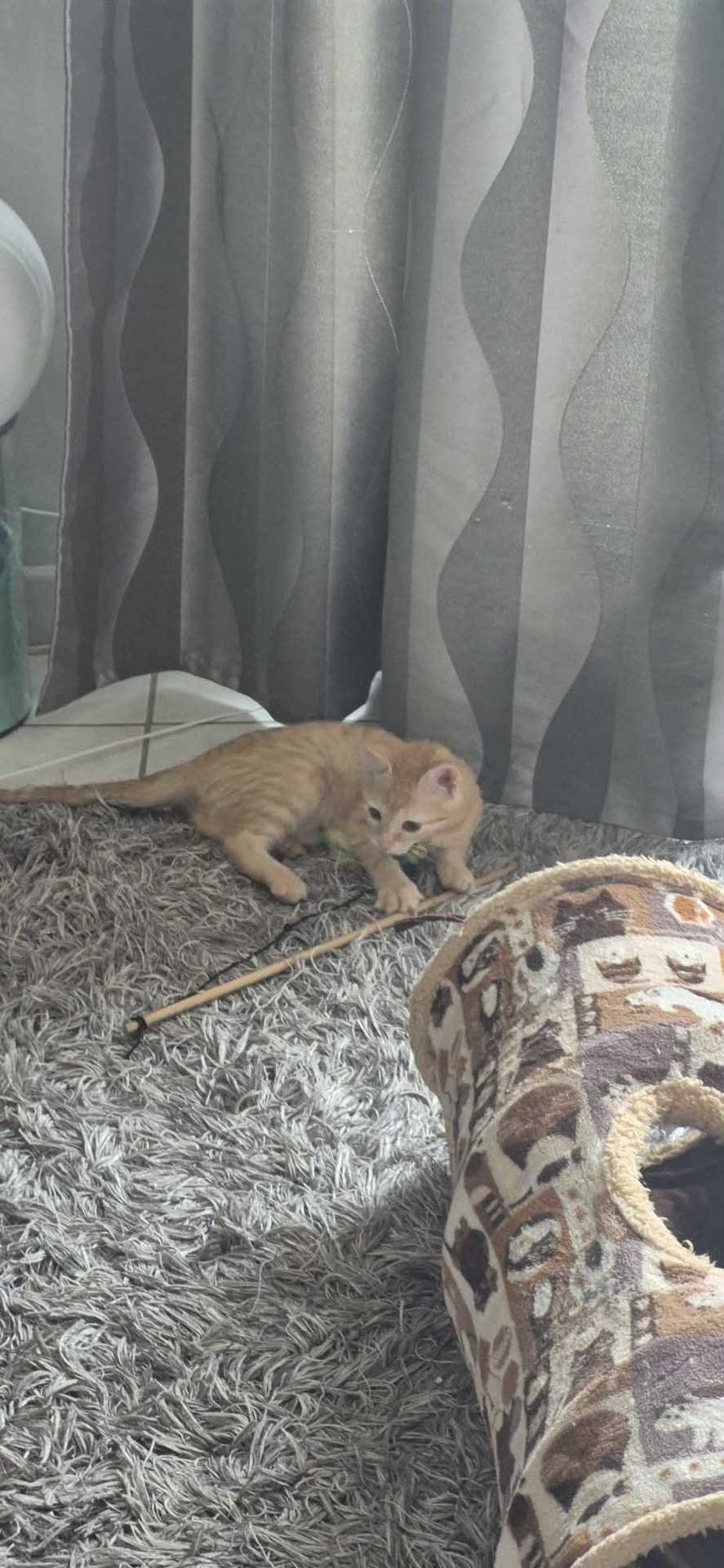 Adopter BOUDDHA