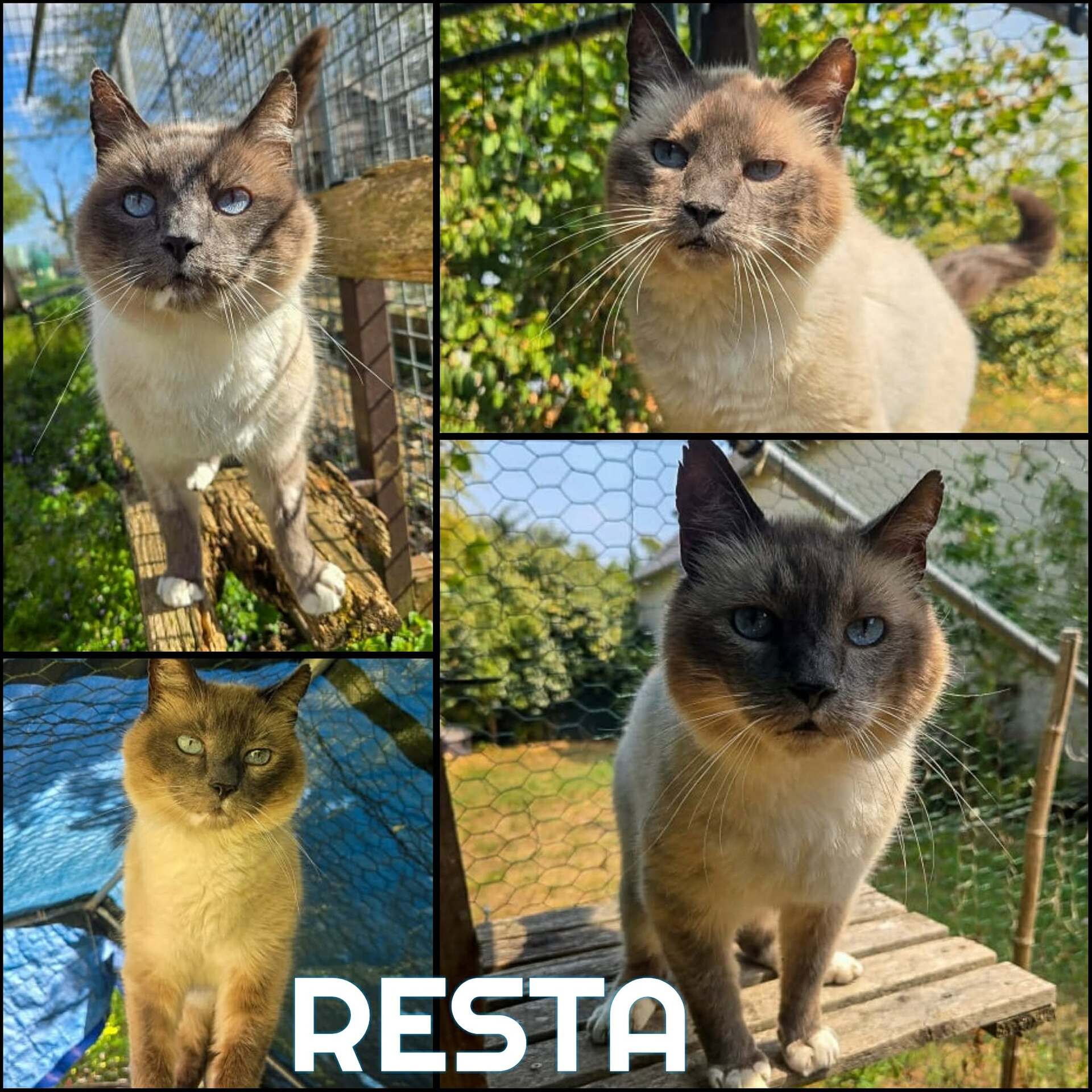 Adopter Resta