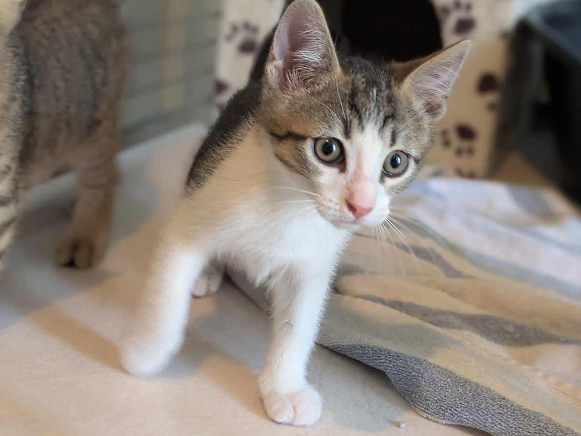 Adoption BENNY