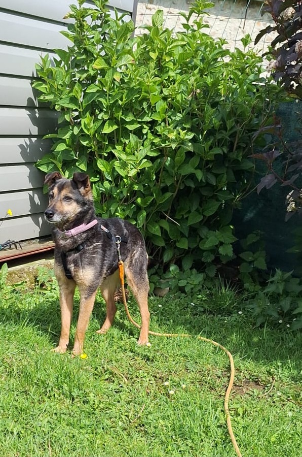 Adopter Yali