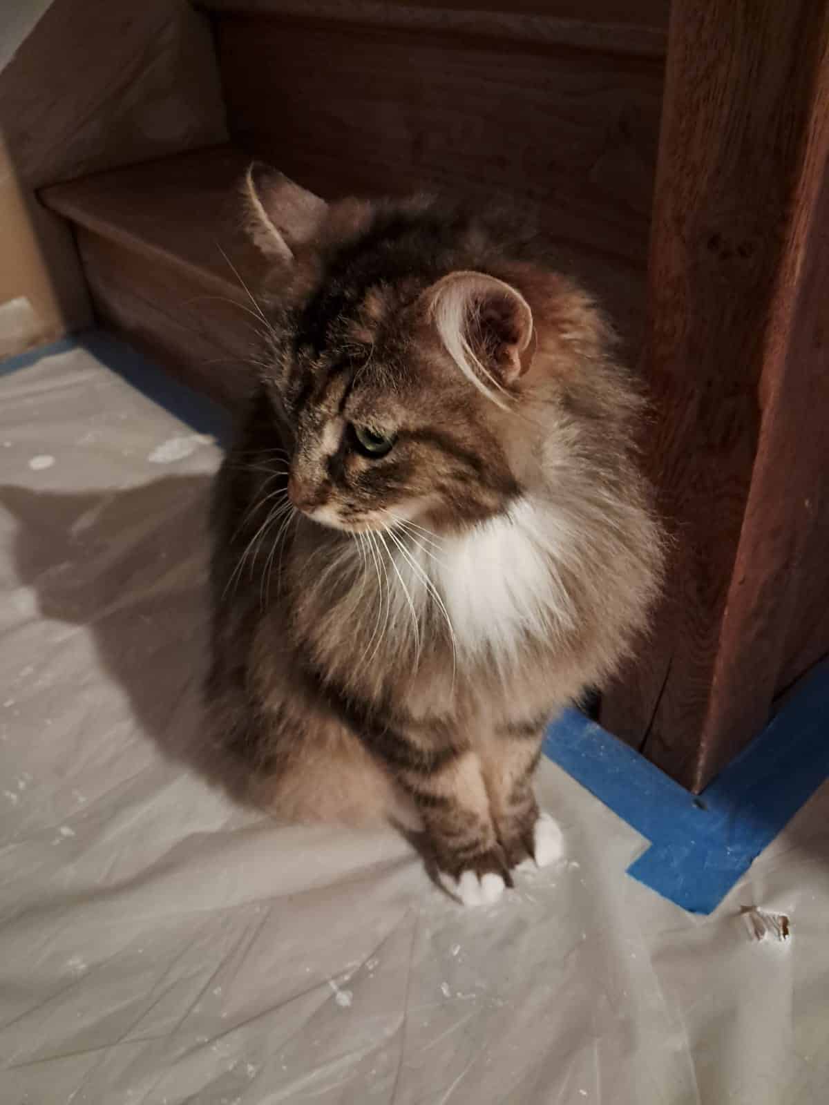 Adopter Mira