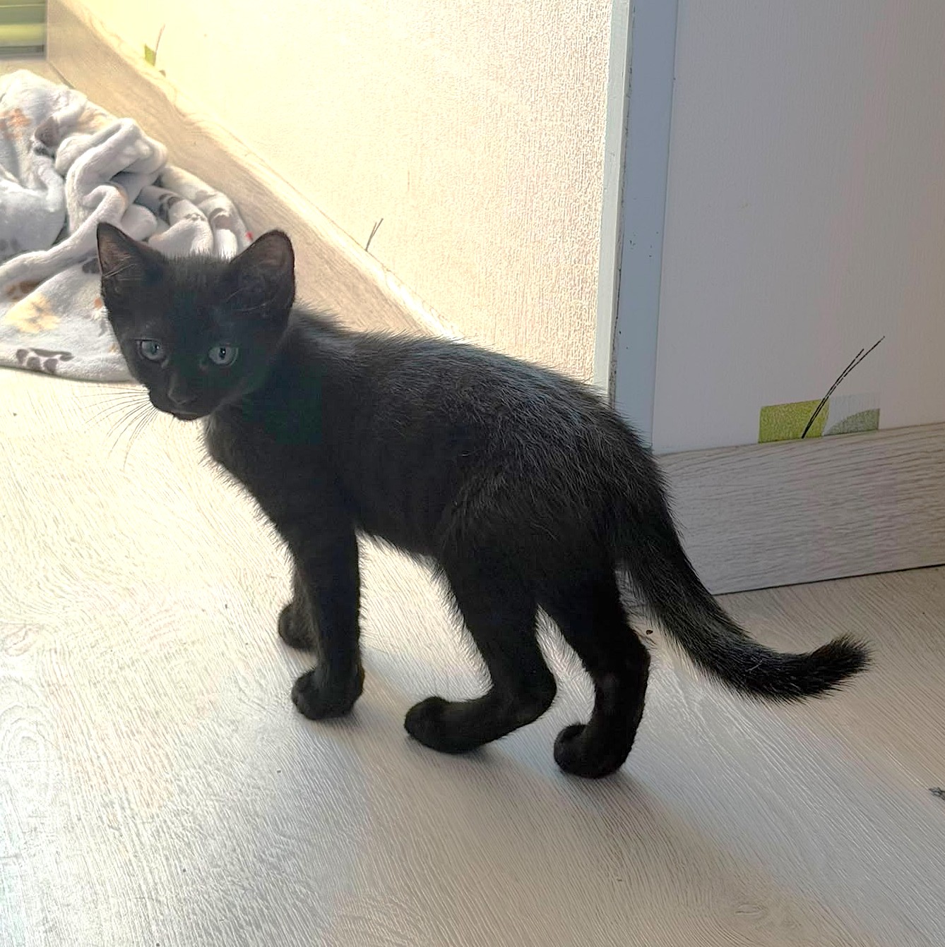 Adopter Bipper