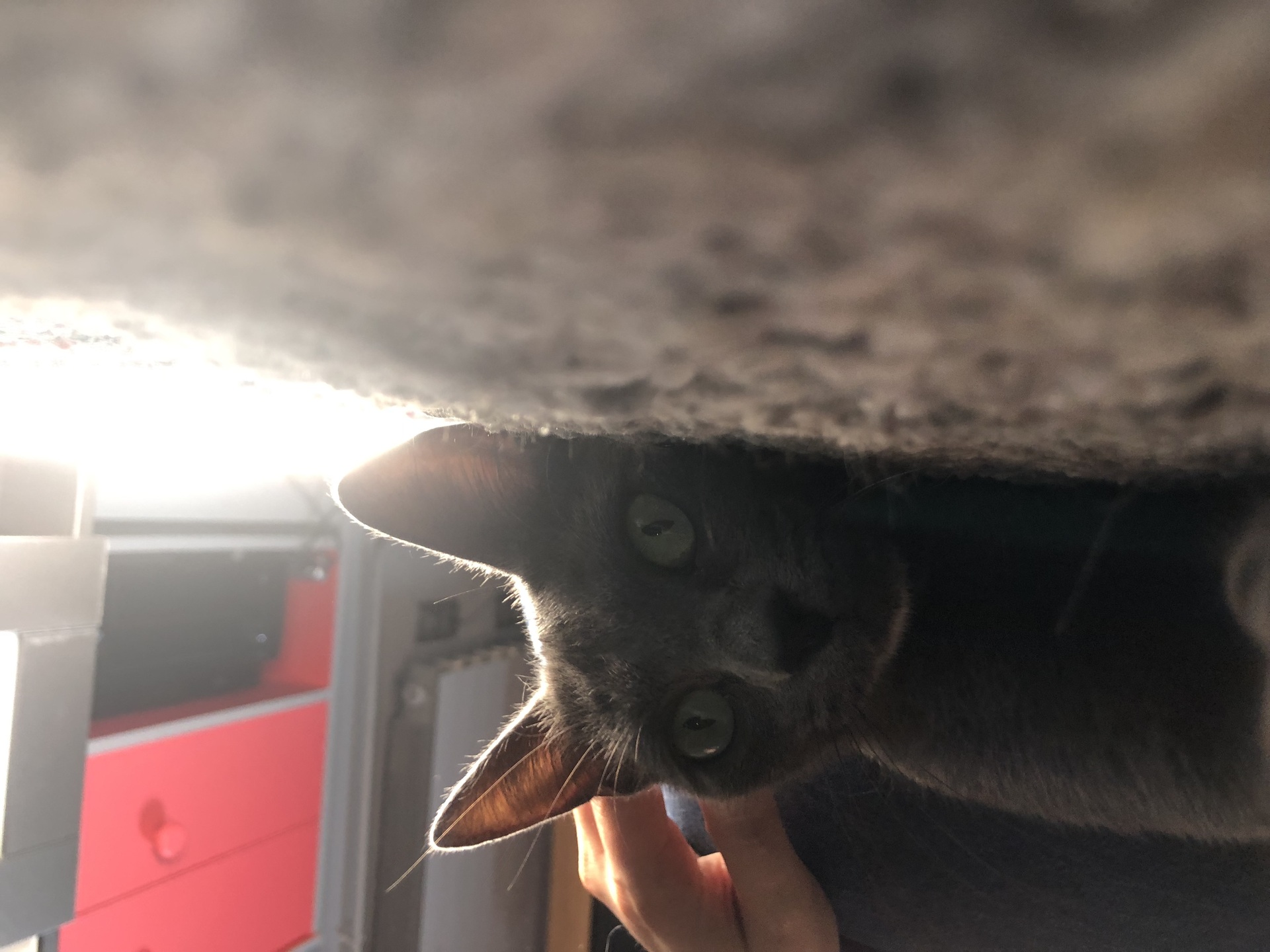 Adoption Smoke