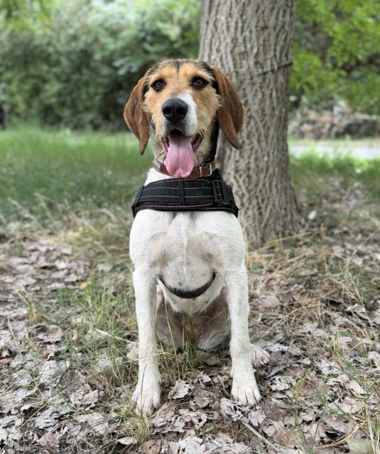 Adopter MELISSA