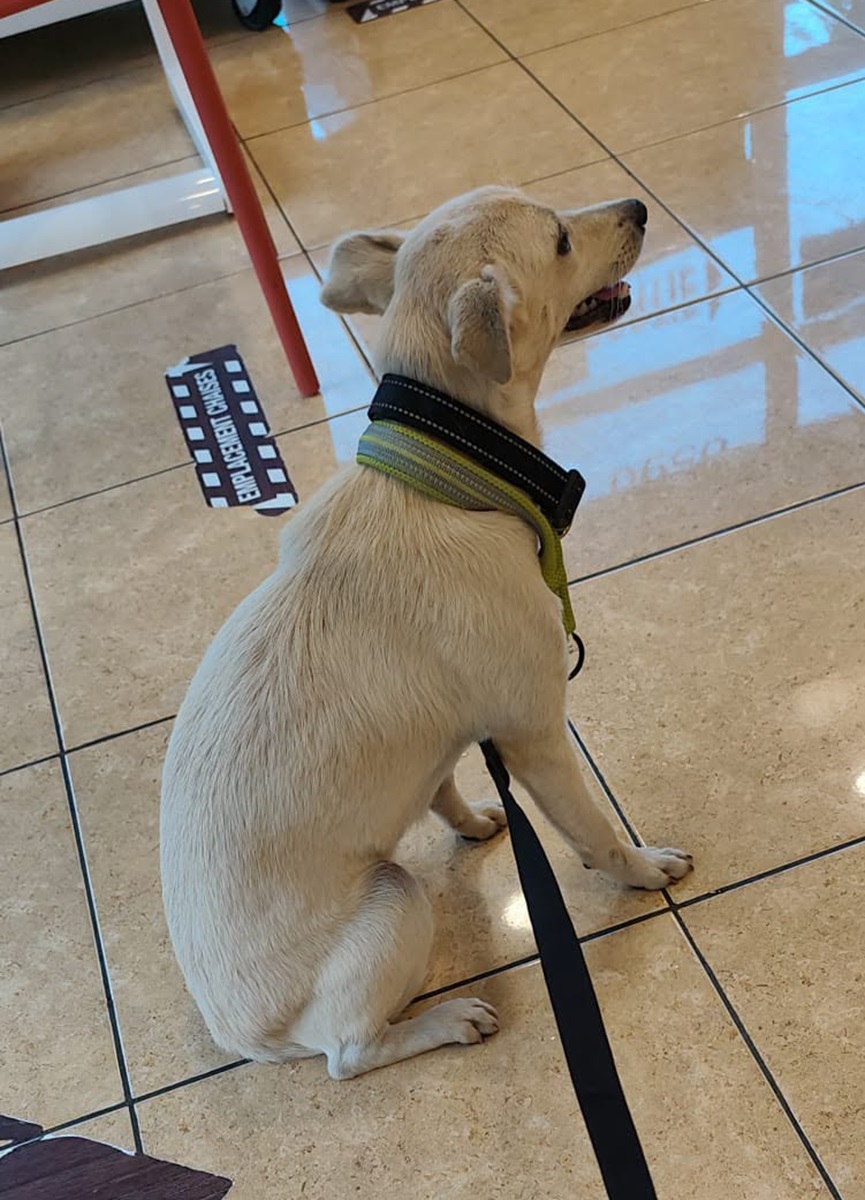 Adopter Bora