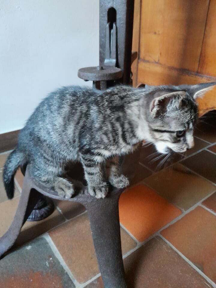 Adopter Tigri