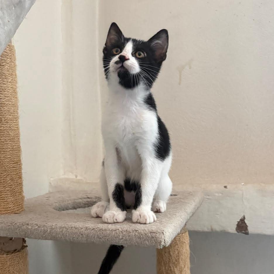 Adopter AUGUSTIN