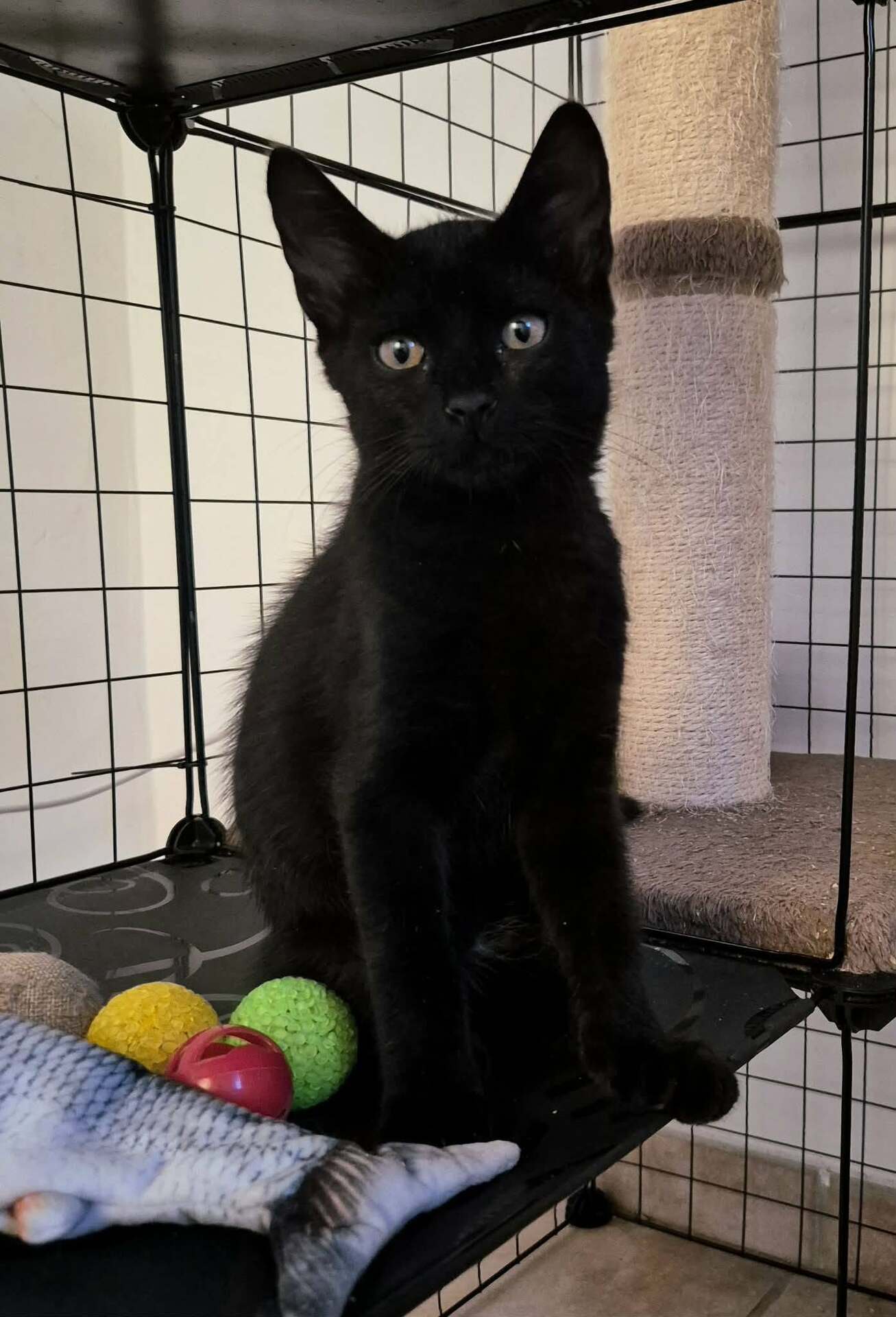 Adopter REGLISSE
