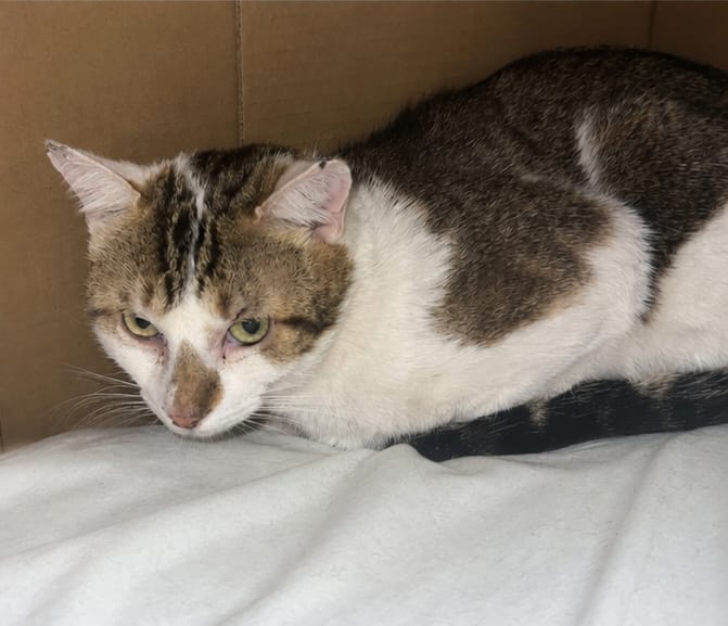 Adoption Basil