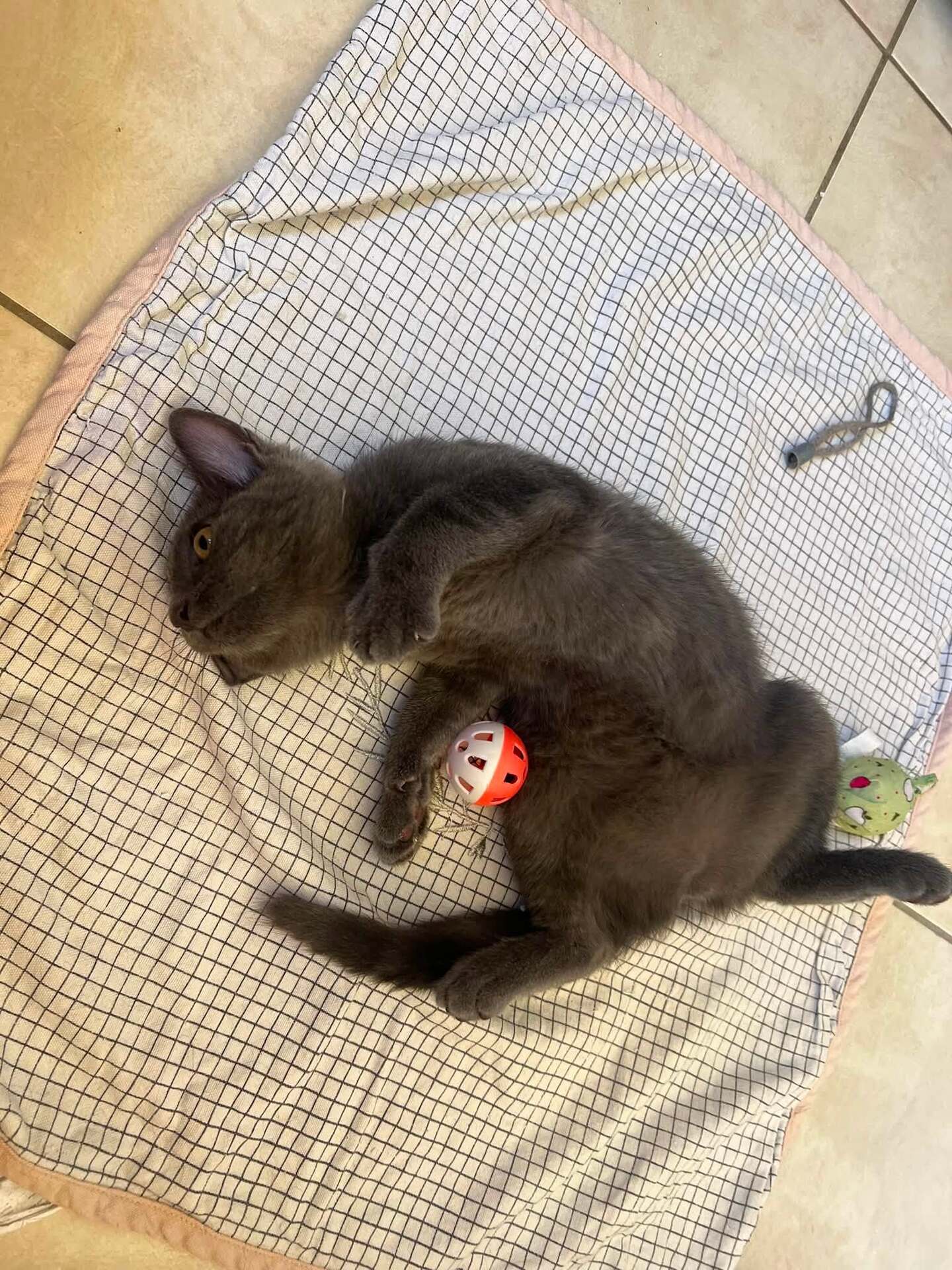 Adopter POUPIE