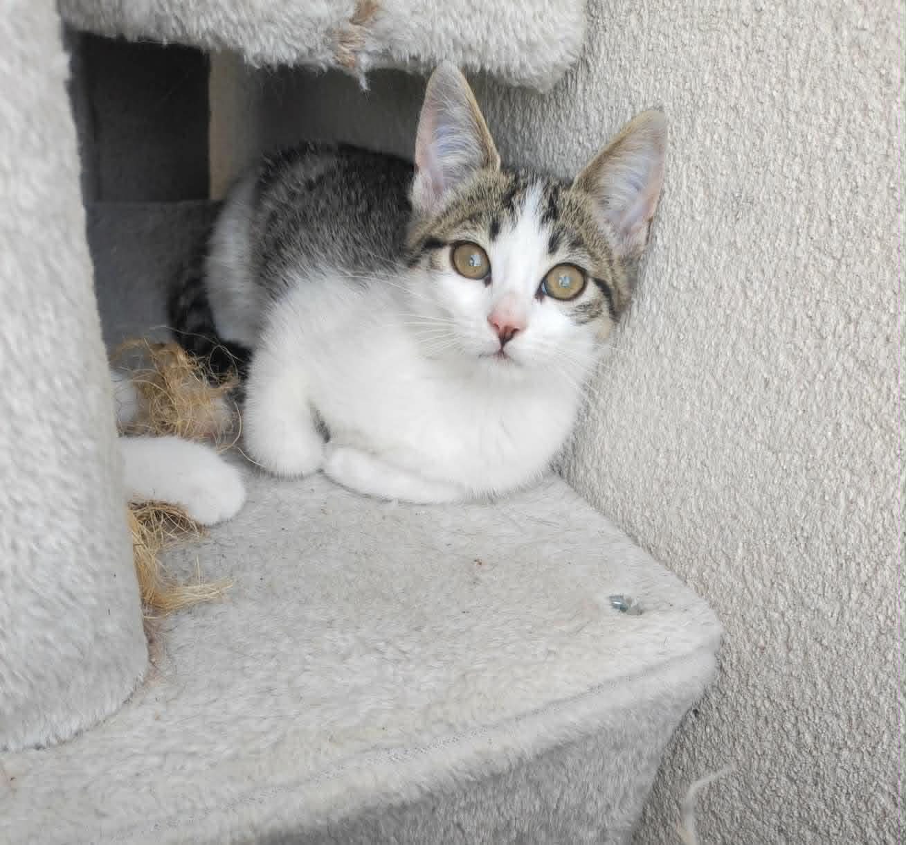 Adopter BETTY