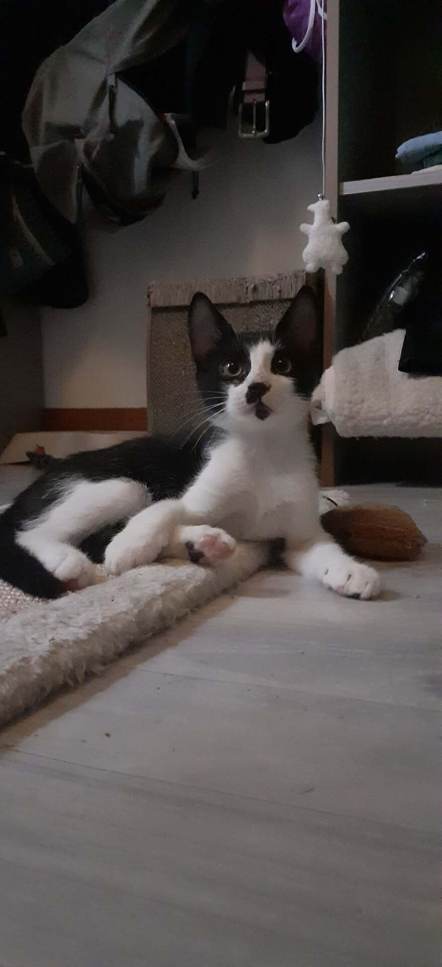 Adopter Budy
