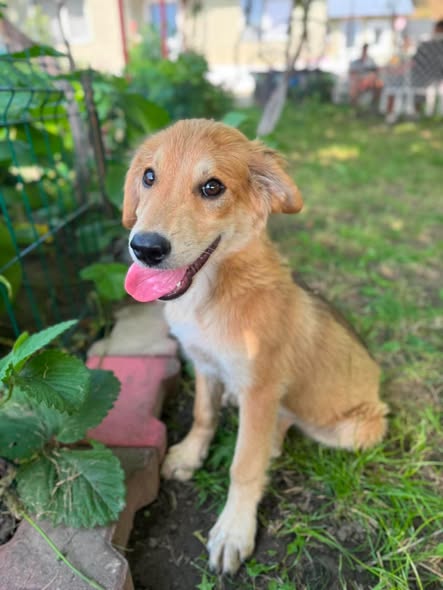 Adopter Vanille