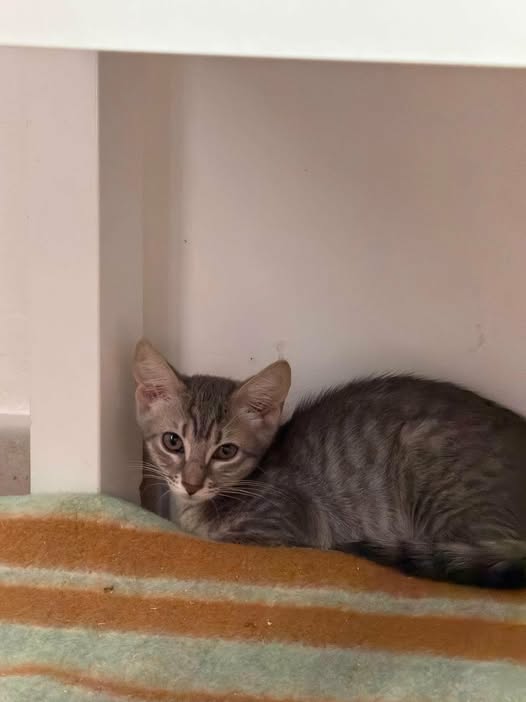 Adopter Oregon