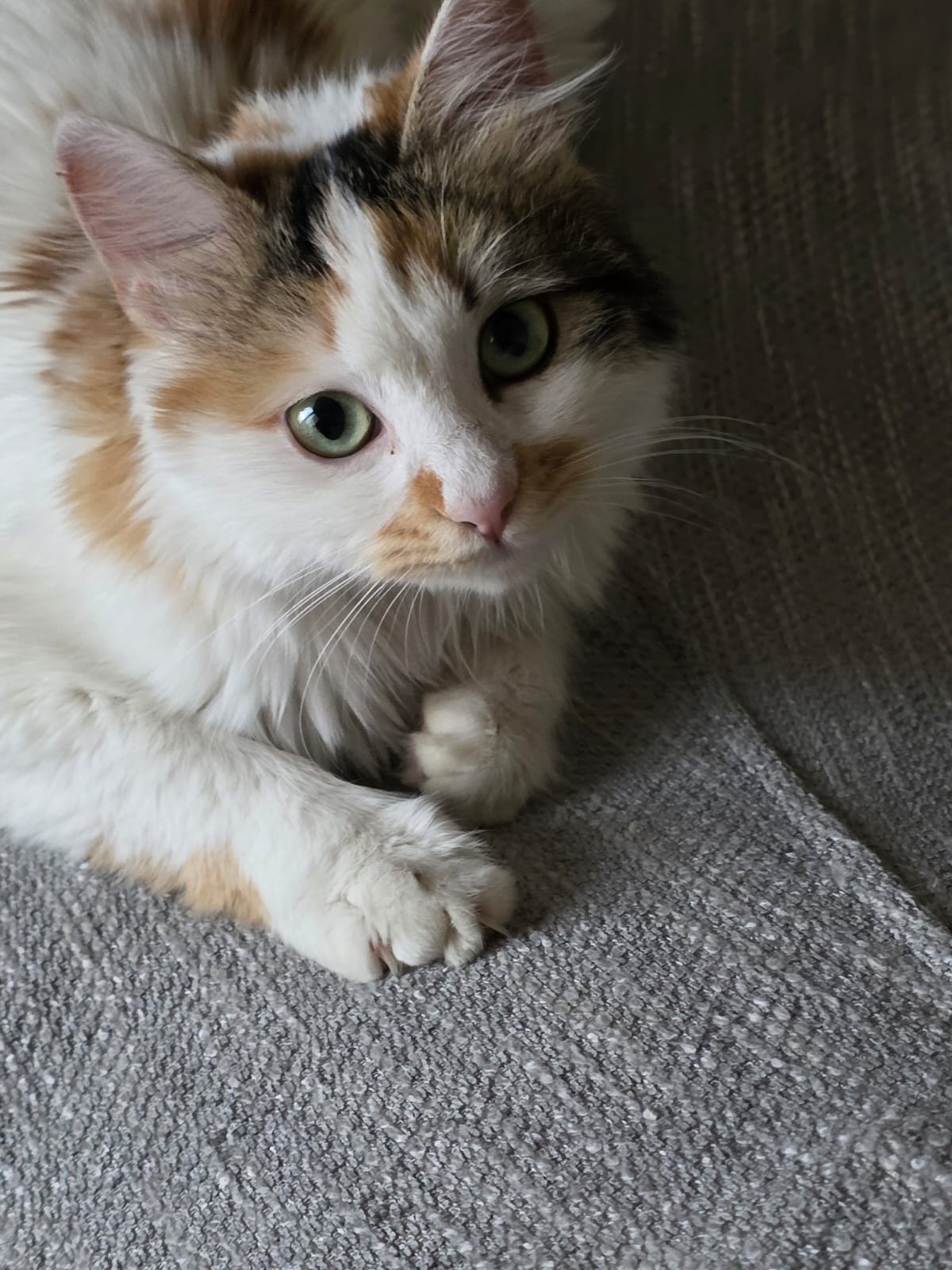 Adopter Elsa