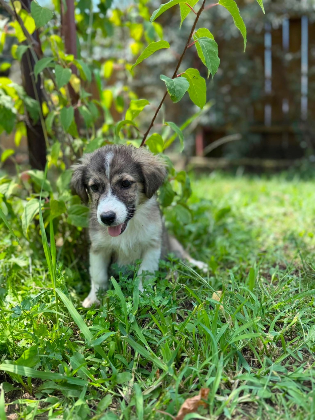 Adopter SEARA