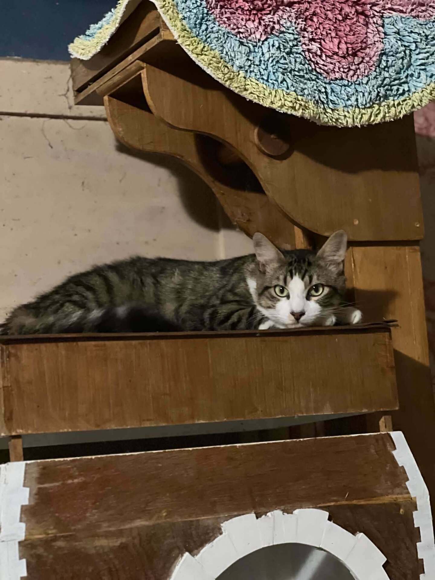 Adopter Bigoudi 