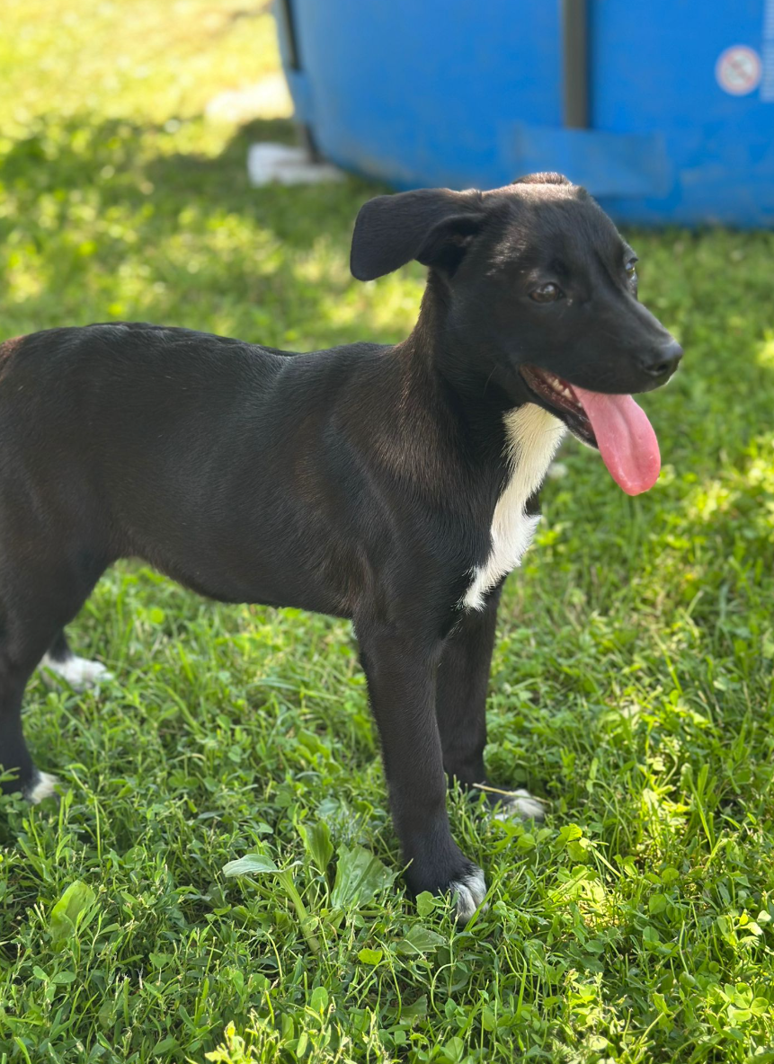 Adoption Xena