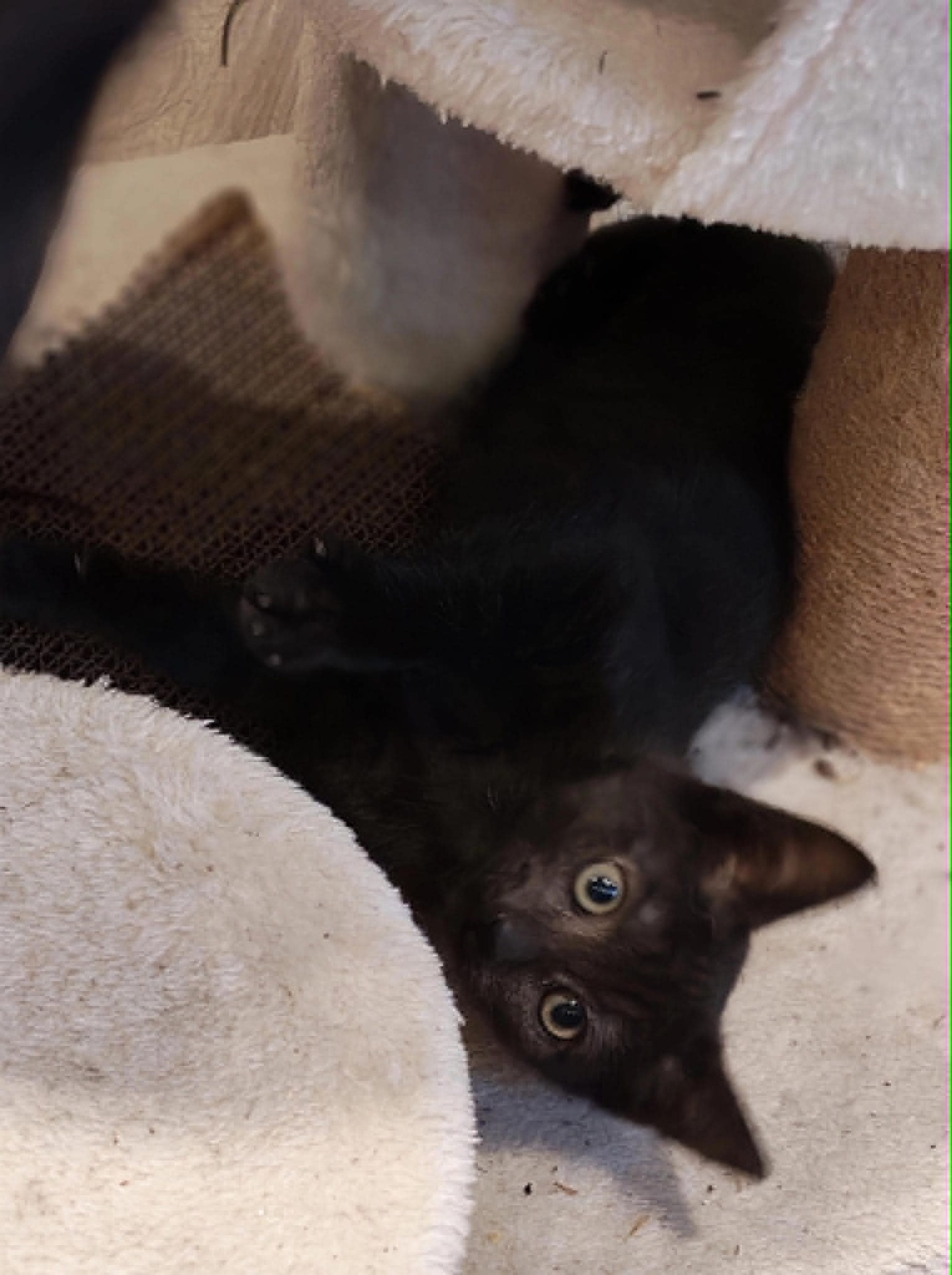 Adopter Boo
