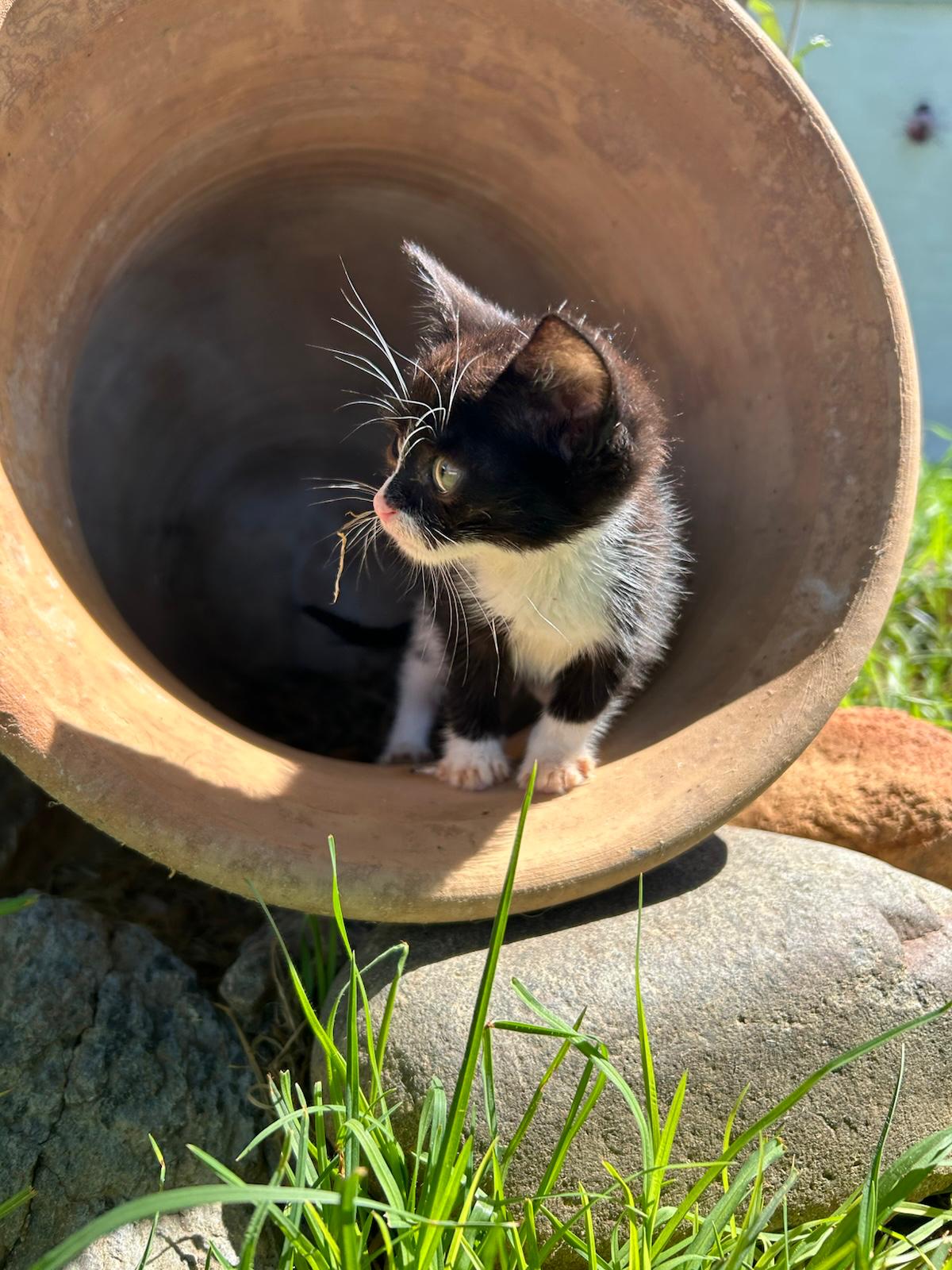 Adoption FELIZ
